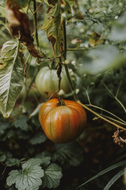 Free photo vertical shot of a pumpkin in a garden