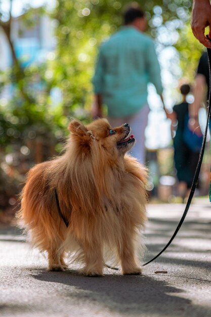 Vertical shot of a puppy looking at its owner