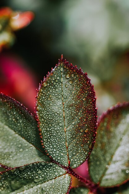 Vertical shot of raindrops on rose leaves - great for background