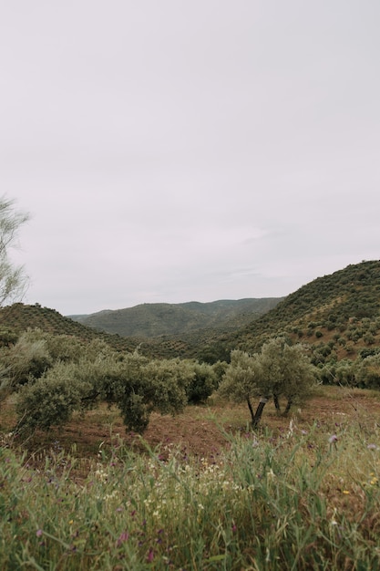 Colpo verticale di una serie di alberi in un campo erboso con alte montagne rocciose sullo sfondo