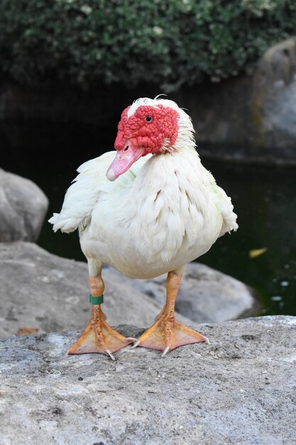 Vertical shot of a red-beak white duck standing on a rock
