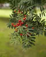 Free photo vertical shot of red berries on a mountain ash tree at a park