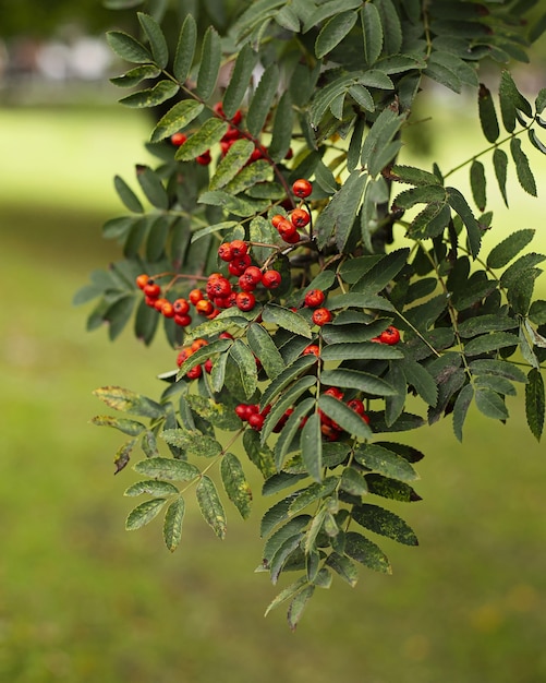 Vertical shot of red berries on a mountain ash tree at a park