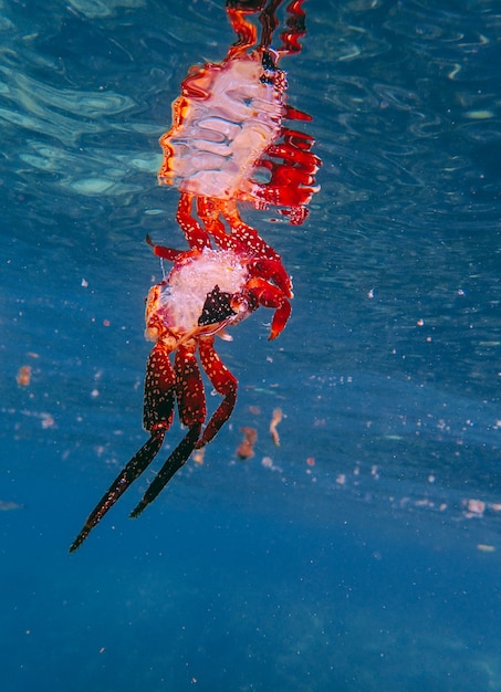 水の中の赤いカニの垂直ショット