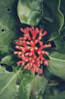Foto gratuita colpo verticale di un fiore esotico rosso con foglie verdi