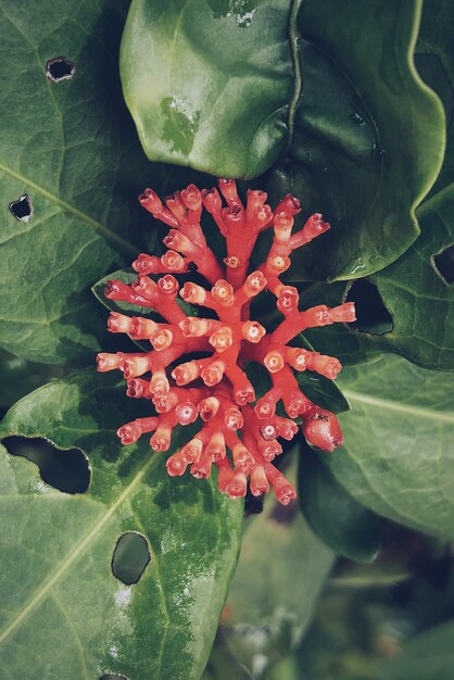 Vertical shot of a red exotic flower with green leaves