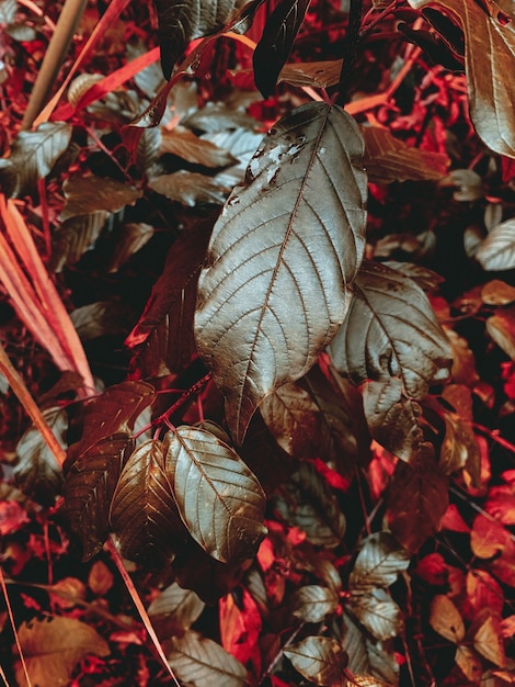 Foto gratuita colpo verticale di foglie rosse e verdi