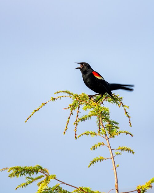 Vertical shot of a red-winged blackbird on a branch chirping