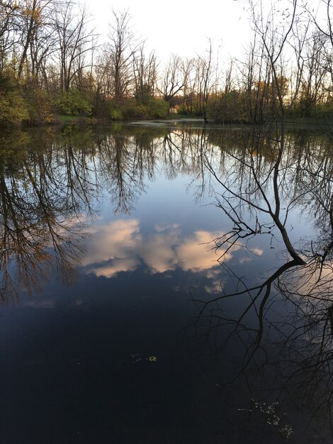 Vertical shot of the reflection of the trees and the cloudy sky in a beautiful calm lake