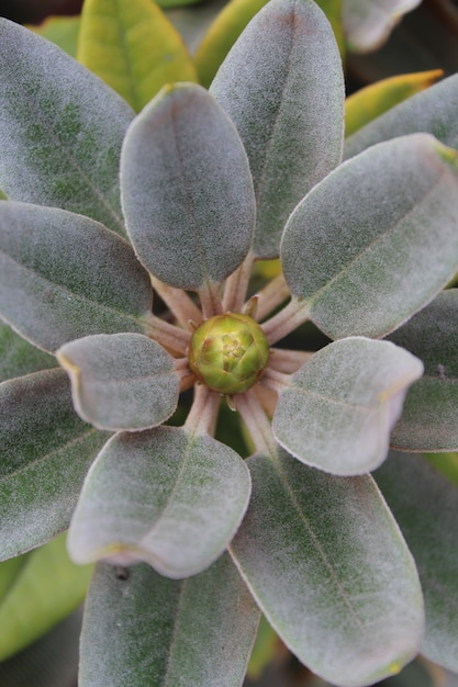 Vertical shot of rhododendron leaves