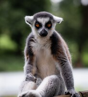 Foto gratuita colpo verticale di un lemure dalla coda ad anelli dietro un verde