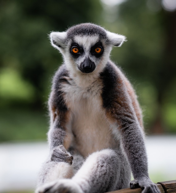 Vertical shot of a ring-tailed lemur behind a green