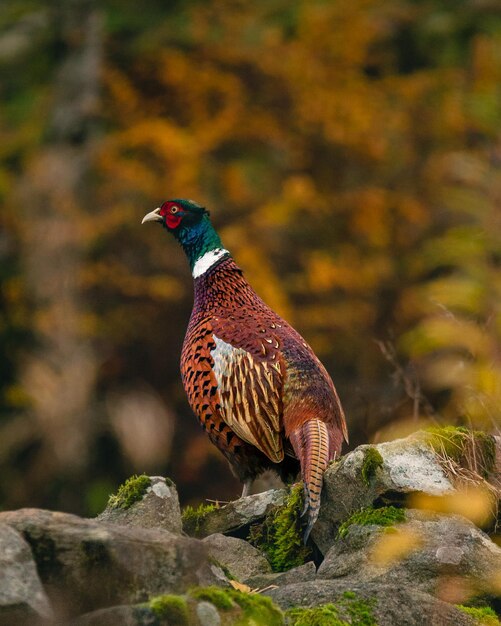 Vertical shot of a Ringnecked Pheasant perched on a branch