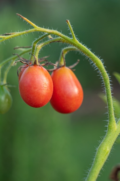 온실에서 자란 익은 토마토의 세로 샷