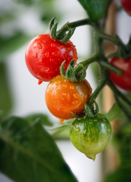 Вертикальный снимок спелых и незрелых помидоров черри на ветке