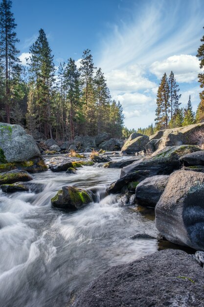 Vertical shot of a river flowing through stones and a forest