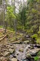 Foto gratuita colpo verticale di un fiume pieno di pietre nella foresta con alberi ad alto fusto