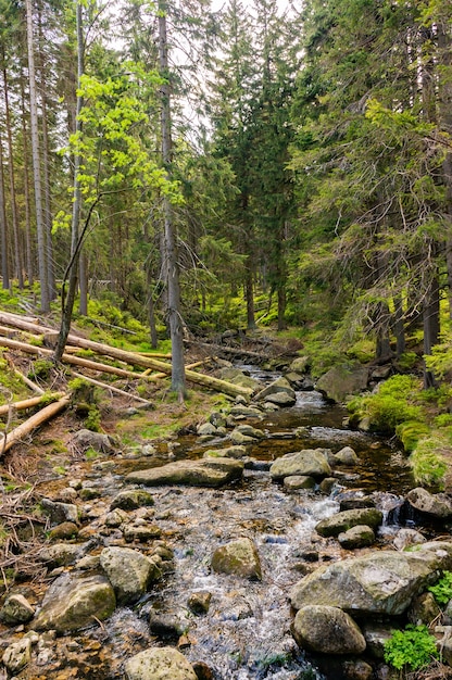 Вертикальный снимок реки, полной камней, в лесу с высокими деревьями