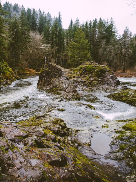 Vertical shot of a river surrounded by trees and rocks covered in mosses at daytime
