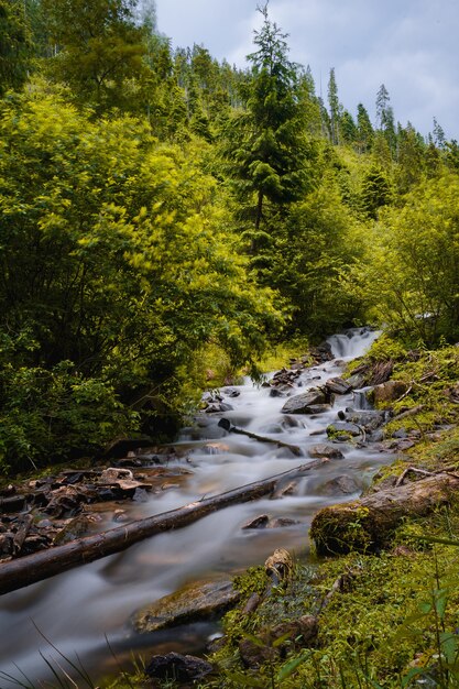 Vertical shot of a river with long exposure surrounded by rocks and trees in a forest