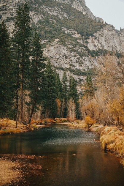 Vertical shot of a river with tall trees and a rocky mountain