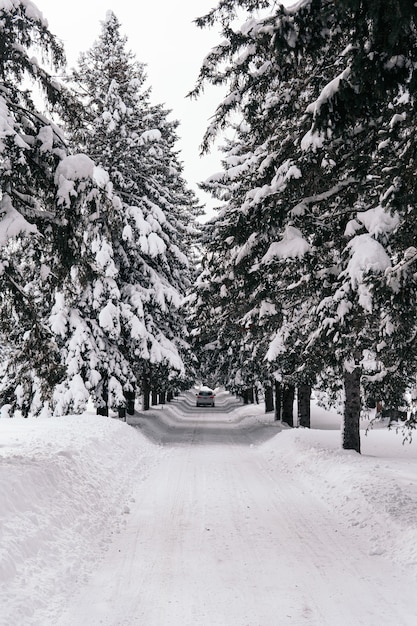 Vertical shot of a road covered with snow with pine trees on the sides