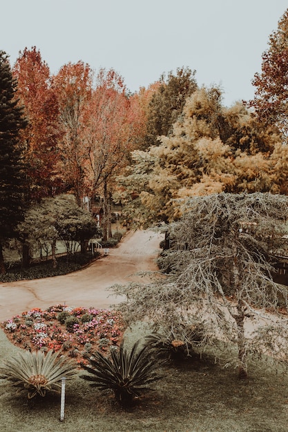 Foto gratuita colpo verticale di una strada in un parco pieno di alberi durante l'autunno