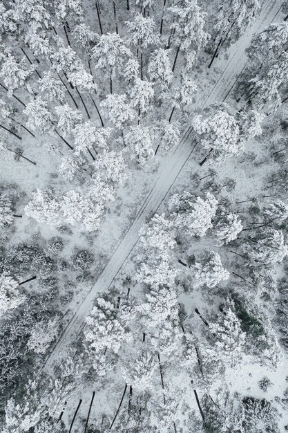 Вертикальный снимок дороги в окружении красивых заснеженных лесов