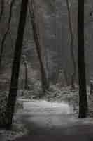 Free photo vertical shot of a road and trees covered with snow in the winter