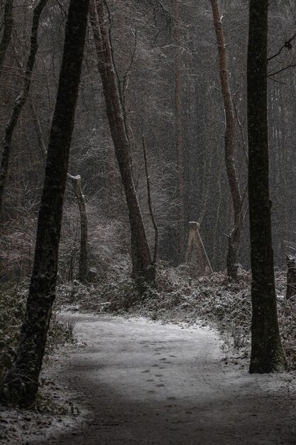 冬の雪に覆われた道路と木々の垂直ショット