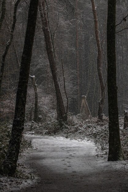 Vertical shot of a road and trees covered with snow in the winter