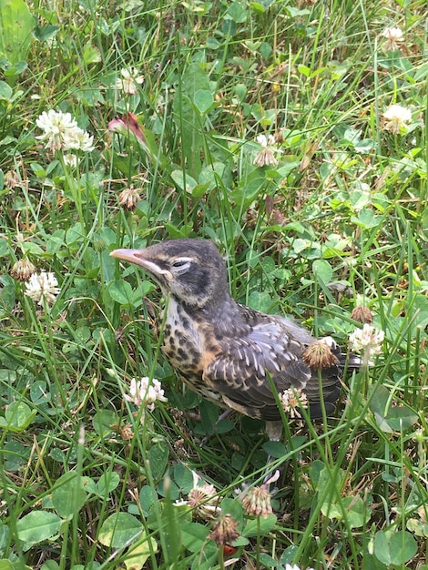 Foto gratuita colpo verticale di un pettirosso in piedi tra l'erba e piccoli fiori