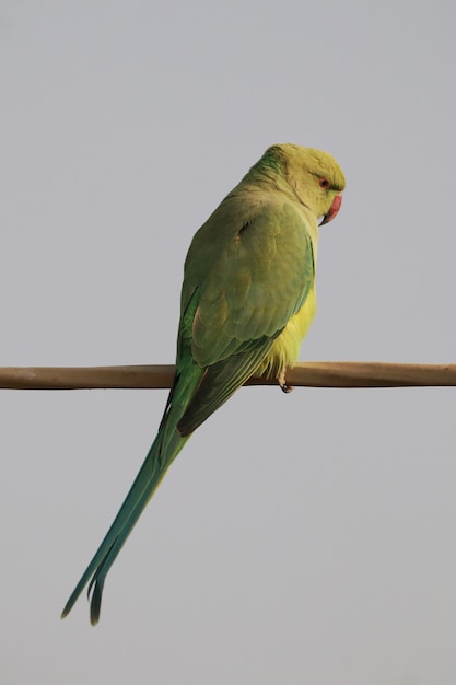 Vertical shot of a rose-ringed parakeet perched outdoors