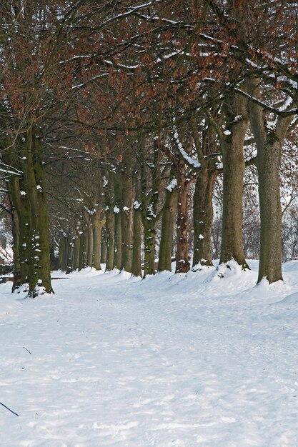 オランダ、ブラバントの裸の木の列と大雪に覆われた公園の風景の垂直ショット