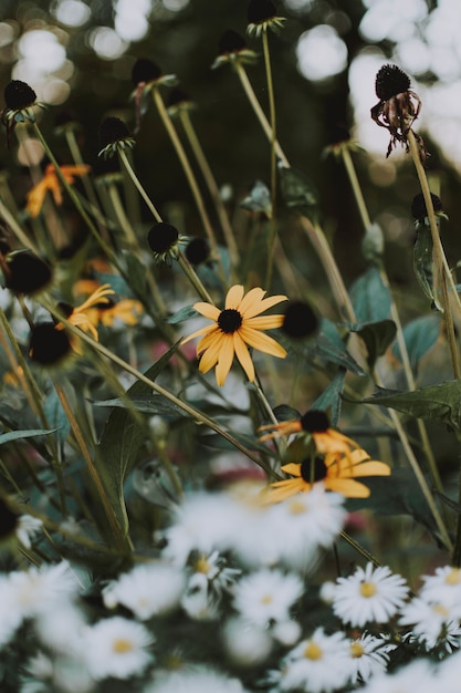 Вертикальный выстрел из цветов Rudbeckia Hirta, растущих в поле рядом с ромашками