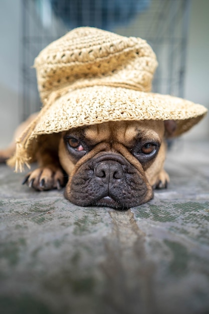 vertical shot of a sad tired french bulldog lying on the ground with a cute knitted hat