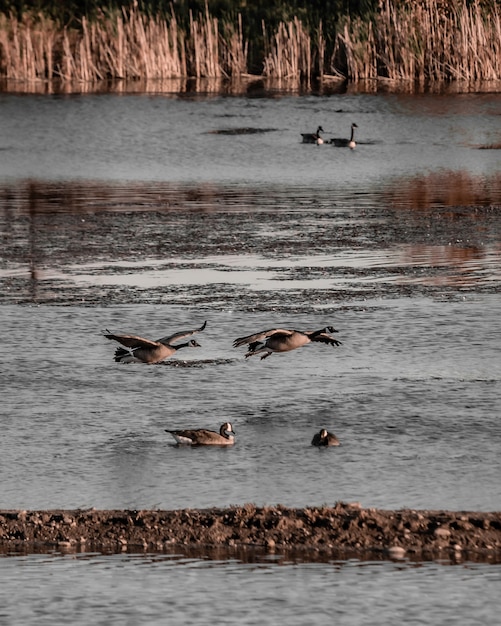 Vertical shot of sea birds flying near the water