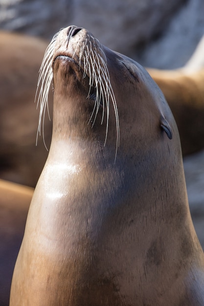Vertical shot of a sea lion on the shore under the sunlight with a blurry background