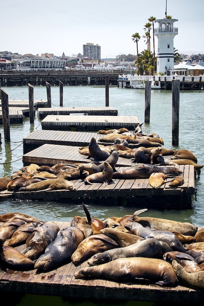 Vertical shot of Sea Lions on wooden piers in San Francisco, USA