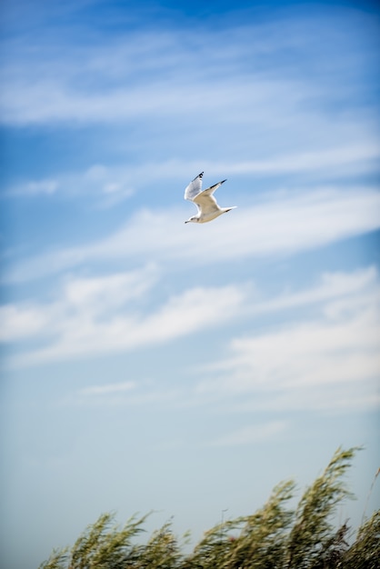 Вертикальная съемка чайки средний полет с голубое небо пасмурно на заднем плане в дневное время