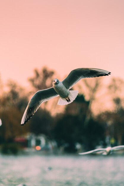 Vertical shot of seagulls flying over the sea at sunset