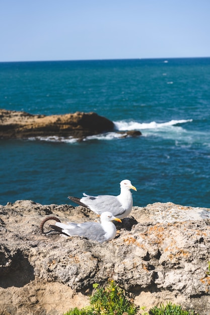 Vertical shot of seagulls near a sea