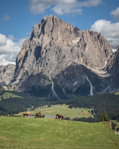 Seiser Alm의 세로 샷-Compatsch 이탈리아의 넓은 목초지와 말과 함께 Alpe di Siusi