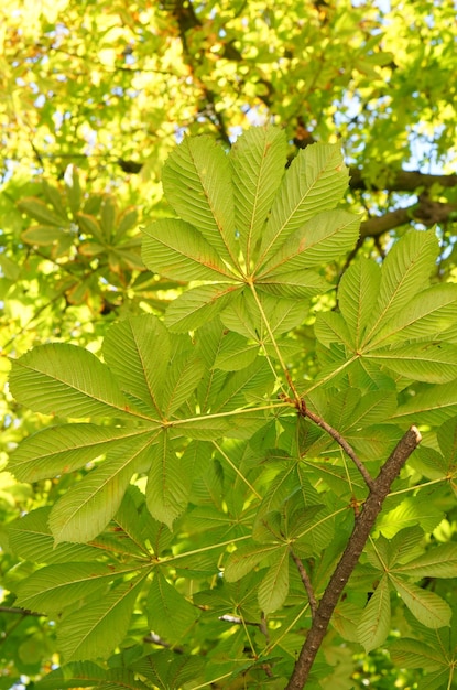 Vertical shot of several green leaves on a branch