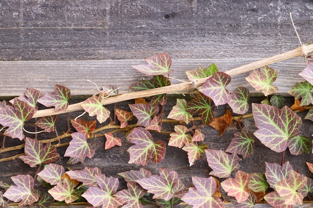 Vertical shot of several leaves growing on a wooden surface