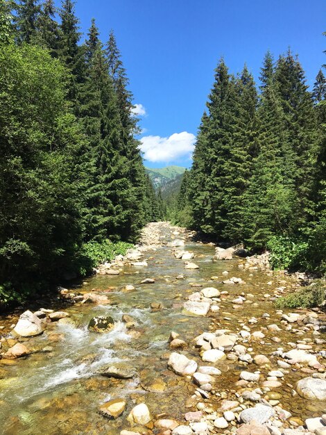 Vertical shot of a shallow river flowing through the rocks amid the aligned green trees