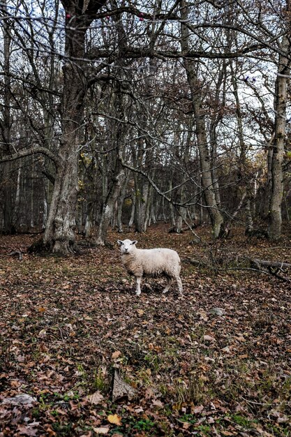 Vertical shot of a sheep in the middle of a forest with autumn leaves scattered on the ground