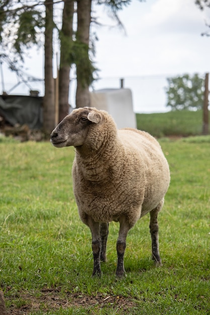 Free photo vertical shot of a sheep in nature