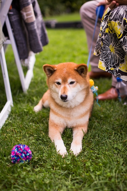 Vertical shot of a Shiba Inu lying on the ground covered in the grass under the sunlight at daytime