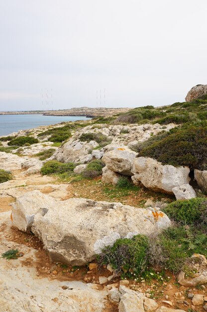 Vertical shot of the shore full of rocks and grass